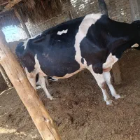 گاو