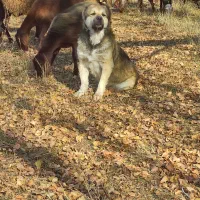 سگ گله