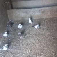 کبوتر