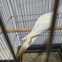 عروس  نر بالغ
