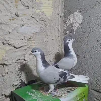 ساده سبز