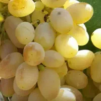 انگور