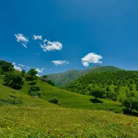 گیاه (گزره)