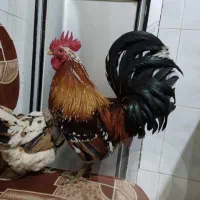 خروس گلین اصیل