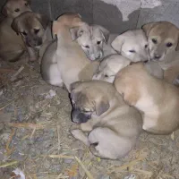 واگذاری توله سگ سرابی