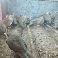 مرغ پرورشی