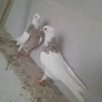 جفت جوجه طوقی سرخ خال سیاه