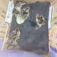 فروش جوجه محلی و جوجه بوقلمون