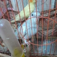 کبوتر|پرنده|مسجد سلیمان, |دیوار