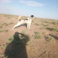 سگ گله|سگ|داورزن, |دیوار