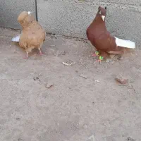 کبوتر دم سفید