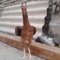 لاری