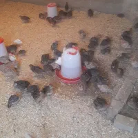 بلدرچین نر و ماده بالغ و جوجه