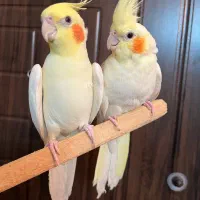 عروس هلندی نر و ماده لوتینو جفت خورده سخنگو آلبینو