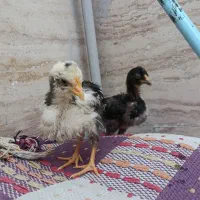 جوجه گلین‌لری ریشو چهل‌تاج