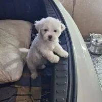 ناز و شیطون