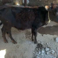 گوساله نر