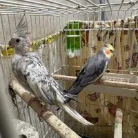 عروس هلندی مولد کارداده به شرط تخم و جوجه دو کت
