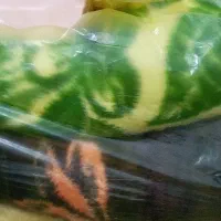 پتو