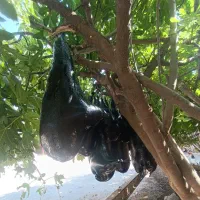 هیزه|خوردنی و آشامیدنی|گوآور, |دیوار