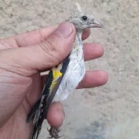 جوجه سهره سوعه و سولو