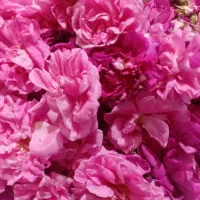 گل محمدی تازه