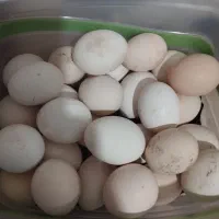 تخم مرغ محلی