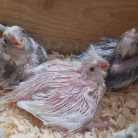 جوجه عروس سرلاکی ابلغ البینو