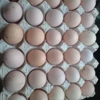 فروش تخم مرغ محلی
