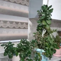 فروش گل گندمی و قاشقی