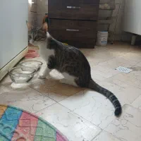 گربه ماده Ds و بچه گربه