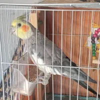 عروس هلندی نر