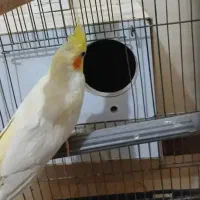 عروس هلندی