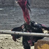 جوجه لاری اصیل