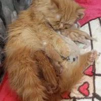 گربه