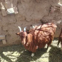 گوسفند