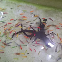 فروشگاه آکواریوم فیشلند