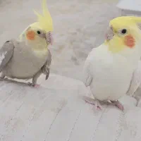 عروس هلندی جفت مولد