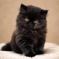 بریتیش لانگهیر خرسی ماده