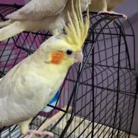 جوجه عروس لوتینو