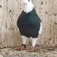 طوق سیاه واکسی نر