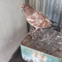 کبوتر|پرنده|ایذه, |دیوار