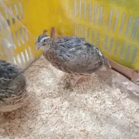 دو عدد بلدرچین تخم گذار