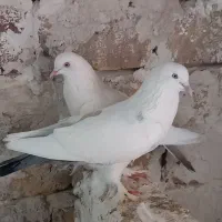 کبوتر
