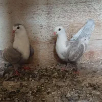 کفتر مخمل الماسی