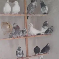 کبوتر تابستانی کاشان