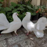 کفتر دم چتری