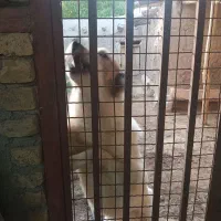 سگ نگهبان اصالت دار
