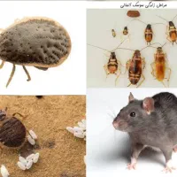 سمپاشی ۱۰۰درصد تضمینی ساس سوسک کنه کک(سم پاشی)