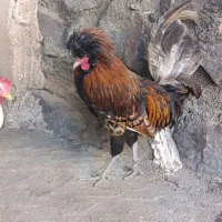 خروس لهستانی